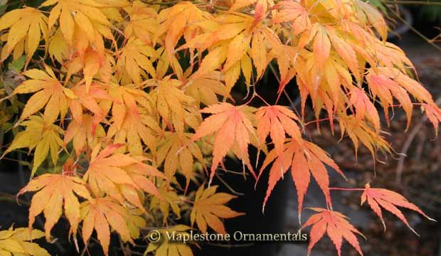 Julia Japanese Maple 3 Year Tree