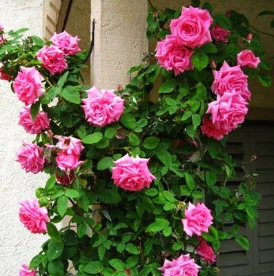 Zephirine Drouhin Nearly Thornless Climbing Rose Own Root Plant