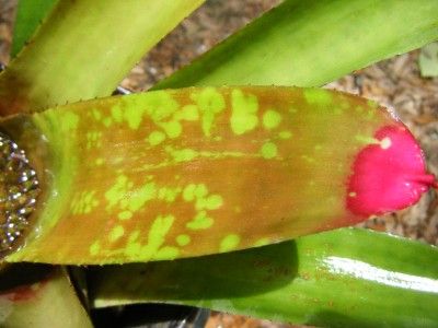 Neoregelia Julian Nally Pink Tips Purple Spots Lipstick