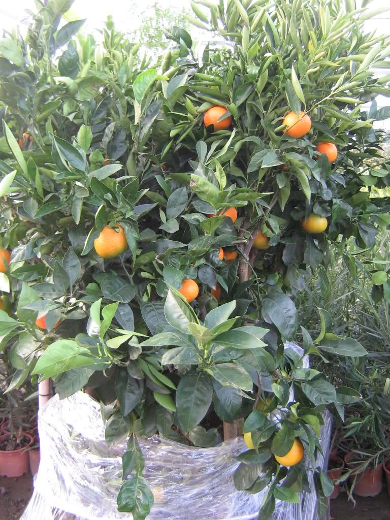 Pianta Di Arancio Tarocco Sanguinello Agrumi in Fitocella Arancia