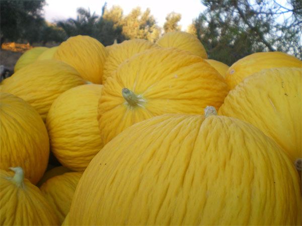 50 Semi Di Melone Giallo Di Paceco