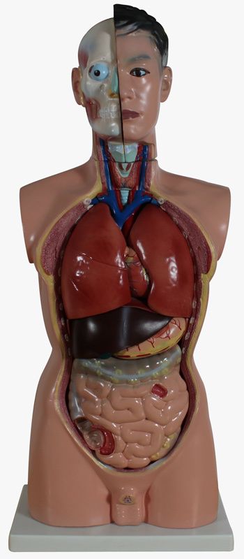 ANATOMIE LEHRMODELL TORSO 85CM 19 TEILE NEUWARE