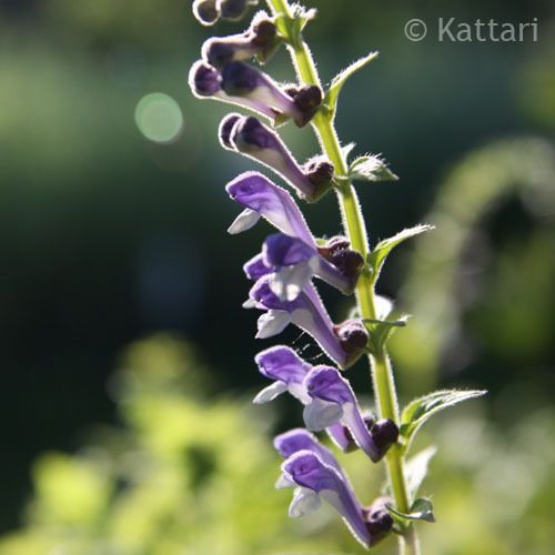 Helmkraut  Scutellaria altissima  Saatgut 75 Korn