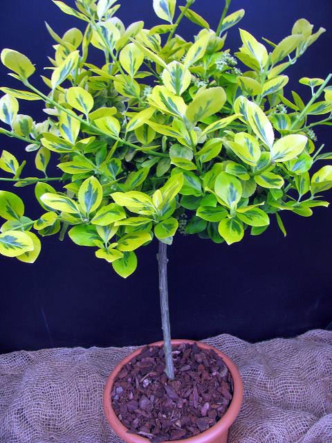 Spindelstrauch,Euonymus fortunei ´Emerald Gold´ Top Sorte 80cm