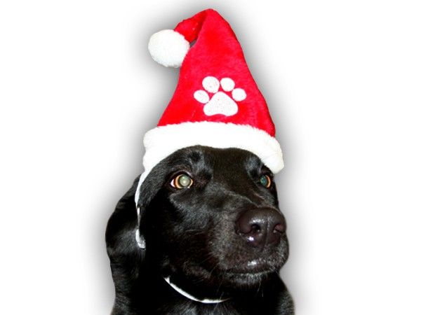 Weihnachtsmütze Nikolausmütze für Hunde wm 89