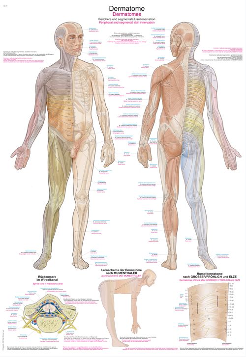 Lehrtafel/Poster Dermatome 50x70cm, NEU, AL561