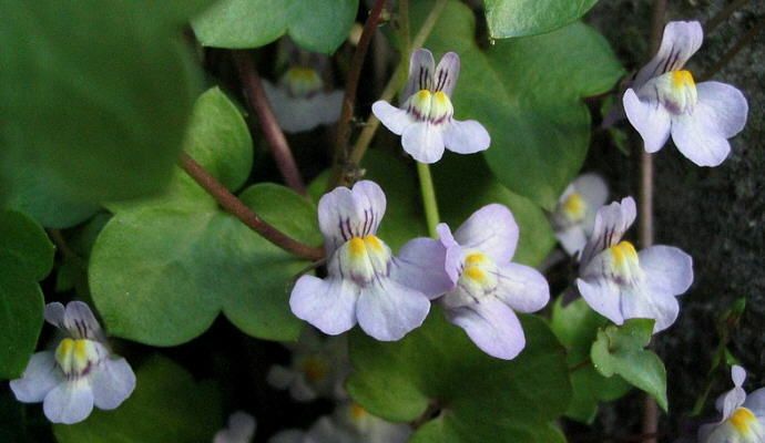 Bodendecker mit hübschen Blüten   Zimbelkraut #193