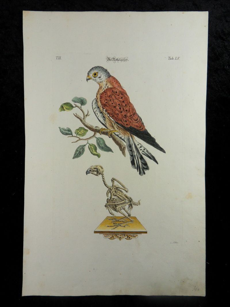 TURMFALKE GREIFVOGEL VOGEL SKELETT KOL. KUPFERSTICH 1750 N