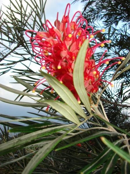 Grevillea banksii var. fosterii Red Form seeds N 272