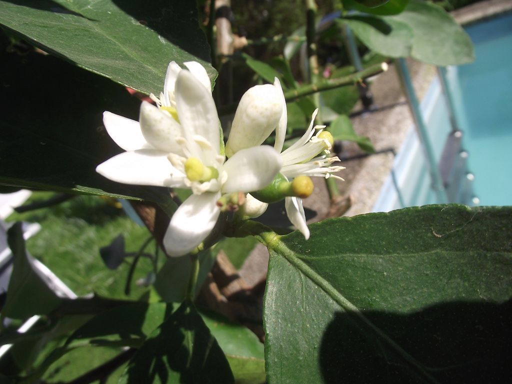 Citrus Latifolia Limette 1,20 m Blüten und Fruchtansätze #322