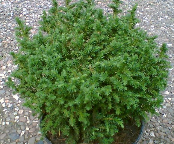 Kugelsicheltanne   Cryptomeria jap Vilmoriniana