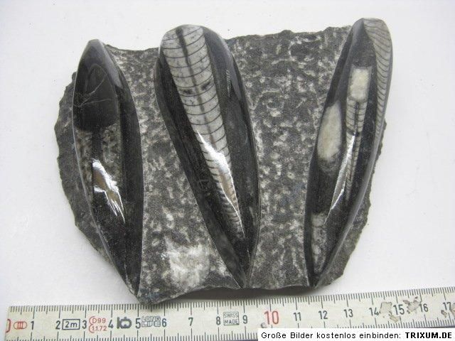 ,Orthocerasplatte,ca.12x14cm,Fossilien,Mineralien,Edelstein,0,8kg/763