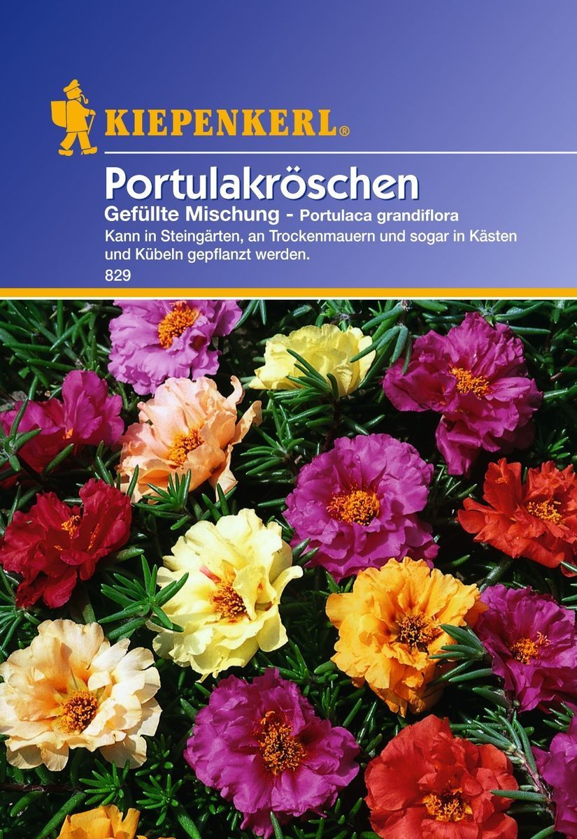 Portulakröschen 829 Gefüllte Mischung Bunt Kiepenkerl Blumensamen